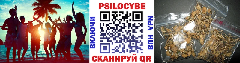 Купить где  Кирсанов  Псилоцибиновые грибы Cubensis 